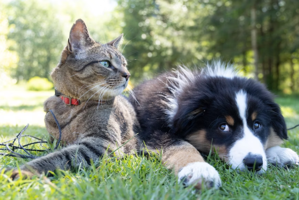 CPR for Pets