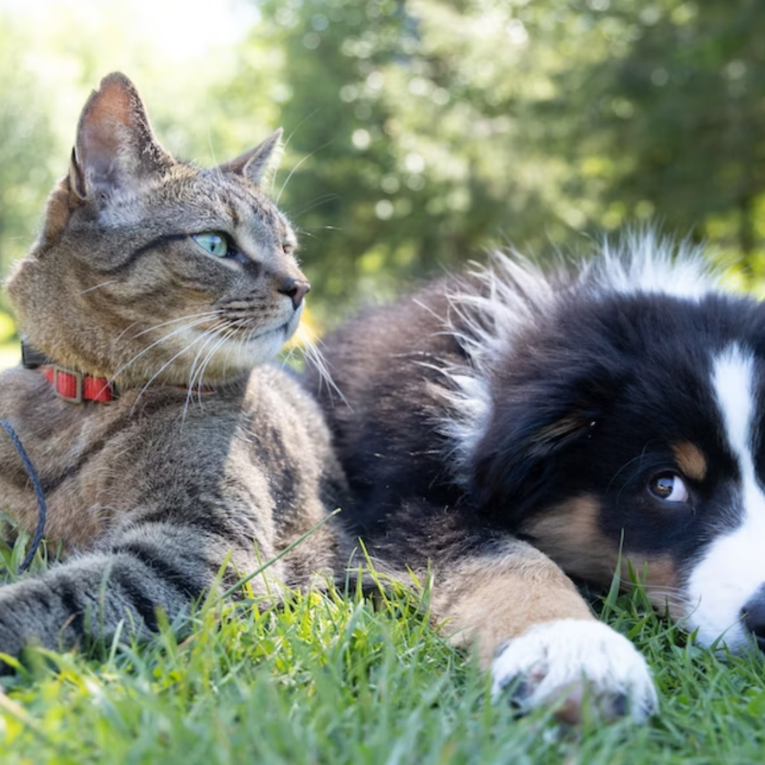 CPR for Pets