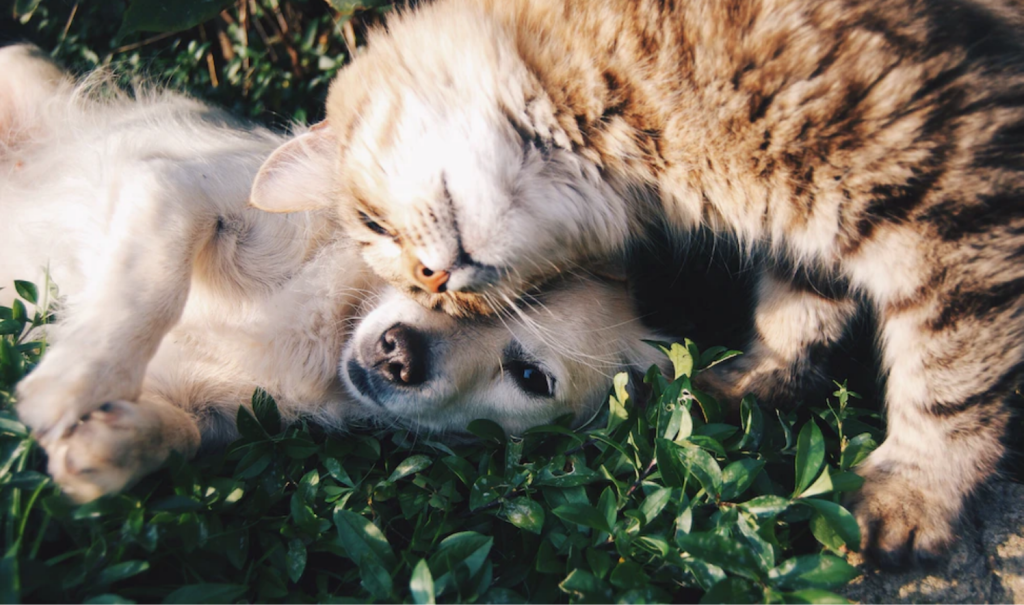 Pet CPR