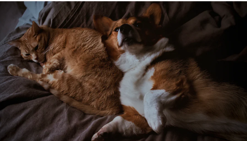 Pet CPR